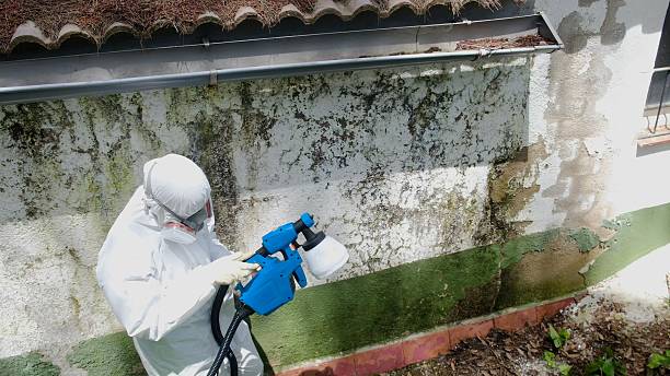 Top rated local Basement Mold Removal specialists in Kersey, CO